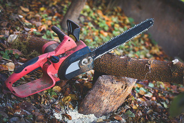 How Our Tree Care Process Works  in  Chehalis, WA